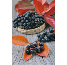 Svartaronia OMNIA GARDEN Aronia melanocarpa 'Hugin' E 5-pack