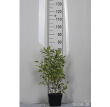 Svartaronia OMNIA GARDEN Aronia melanocarpa 'Hugin' E 5-pack