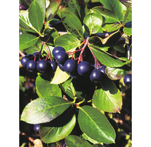Svartaronia OMNIA GARDEN Aronia melanocarpa 'Hugin' E 5-pack