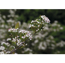 Svartaronia OMNIA GARDEN Aronia melanocarpa 'Hugin' E 10-pack