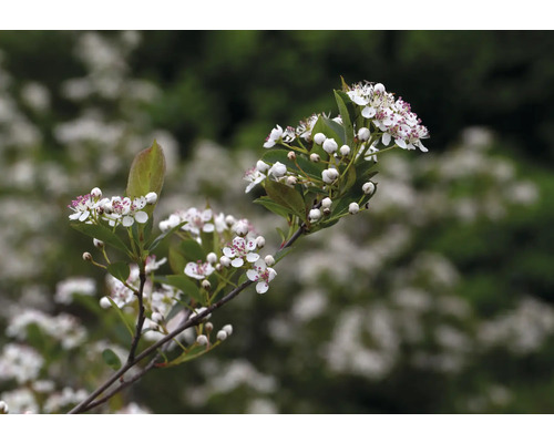 Svartaronia OMNIA GARDEN Aronia melanocarpa 'Hugin' E 10-pack Svartaronia OMNIA GARDEN Aronia melanocarpa 'Hugin' E 10-pack