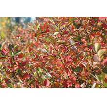 Svartaronia OMNIA GARDEN Aronia melanocarpa 'Hugin' E 10-pack