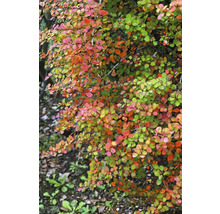 Berberisbuske med rundade blad