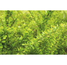 Berberis med gröna blad och små blommor