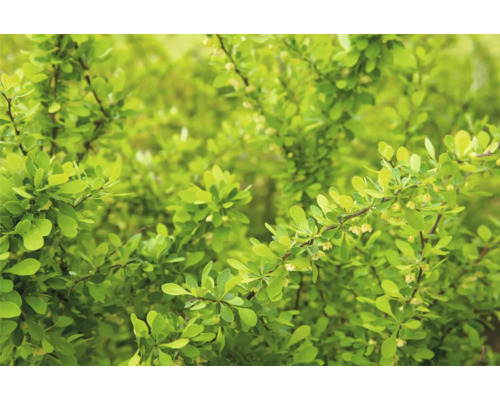 Berberis med gröna blad i detalj