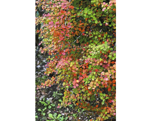 Närbild av en Berberis buske i trädgården