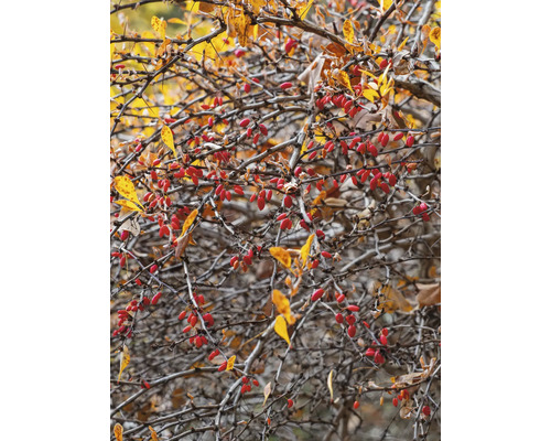 Taggig buske med löv och röda bär