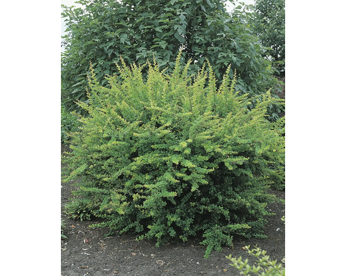 Berberis som buske i trädgården.