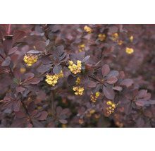 Närbild av en berberisbuske med blad och gula blommor
