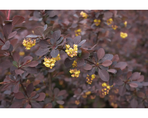 Närbild av en berberisbuske med blad och gula blommor