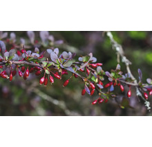 Gren av Berberis med blad och röda bär