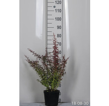Berberis i kruka bredvid en mätsticka