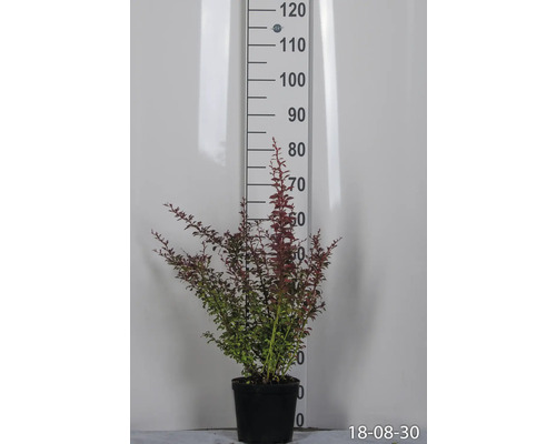 Berberis i kruka bredvid en mätsticka