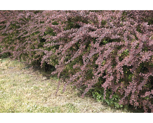 Häck med rödbladiga Berberis i trädgården