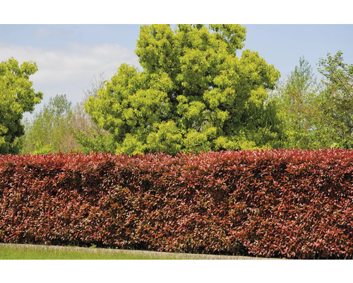 Photinia Red Robin häck framför träd