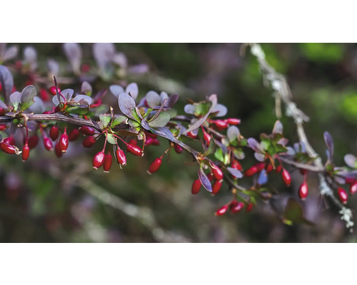 Gren av berberis med blad och röda bär