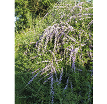Fjärilsbuske med blad och blommor