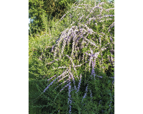 Fjärilsbuske med blad och blommor
