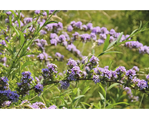 Fjärilsbuske med lila blommor i trädgården.