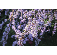 Närbild av lila fjärilsbuskeblommor