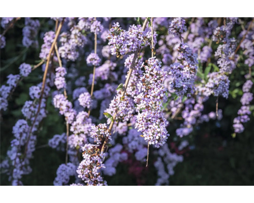 Närbild av lila fjärilsbuskeblommor