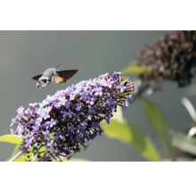Humlika på en blomma.