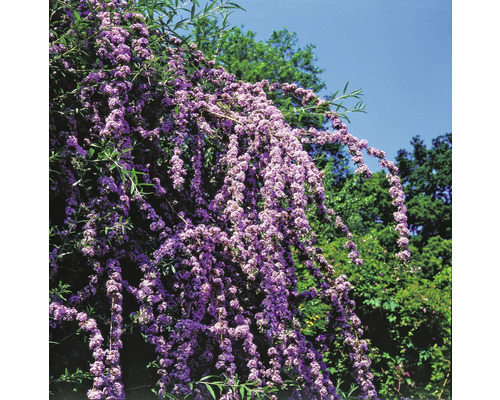 Blommande fjärilsbuske i trädgården