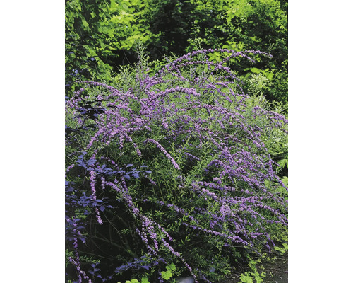 Blommande fjärilsbuske i trädgården