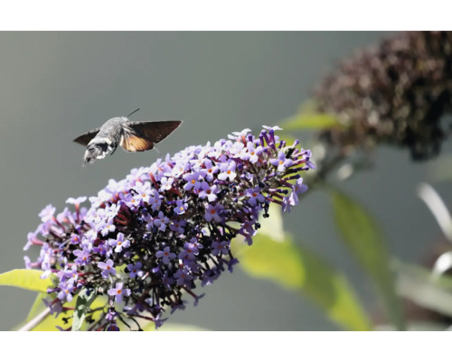 Humlalund före lila blommor