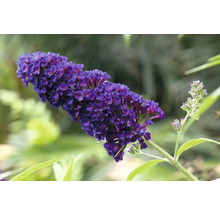 Fjärilsbuske med violetta blommor