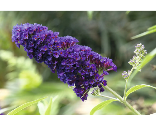Fjärilsbuske med violetta blommor