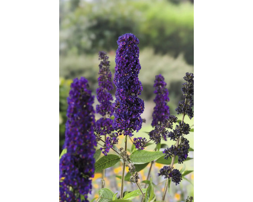 Fjärilsbuske med avlånga blomställningar
