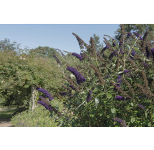 Fjärilsbuske med violetta blommor i en trädgård.