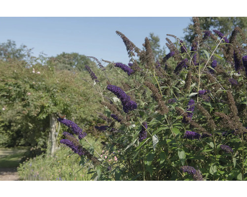 Fjärilsbuske med violetta blommor i en trädgård.