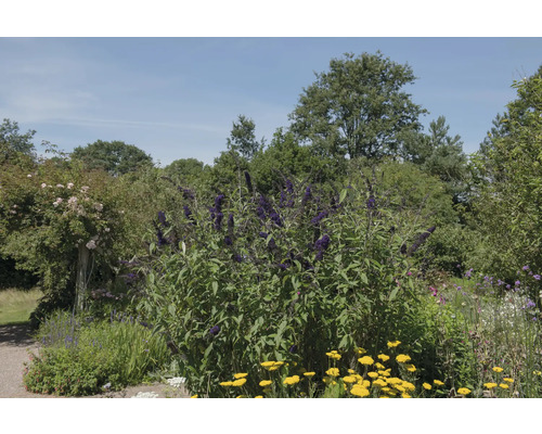 Blommande trädgård med fjärilsbuske och olika växter