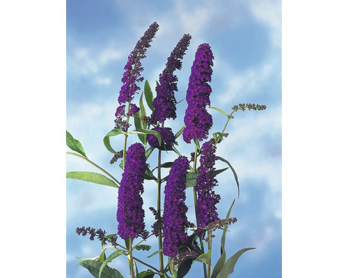 Fjärilsbuske med lila blommor mot en himmel