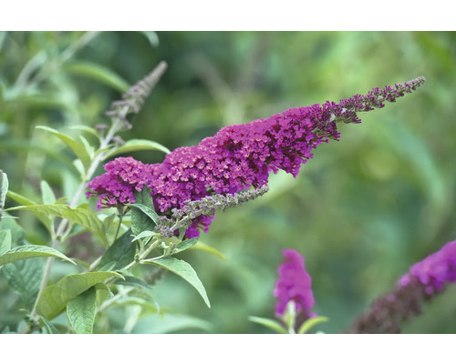 Blommande fjärilsbuske i trädgården