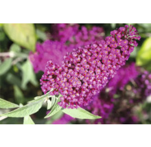 Fjärilsbuske med blomställningar