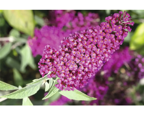 Fjärilsbuske med blomställningar