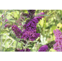 Fjärilsbuske med violetta blomställningar i trädgården.