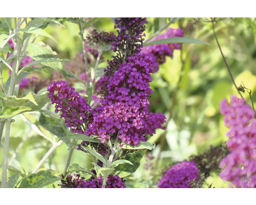Fjärilsbuske med violetta blomställningar i trädgården.