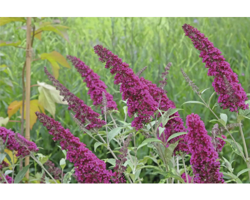 Fjärilsbuske med lila blommor i trädgården