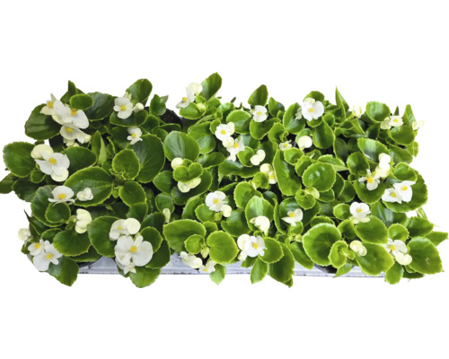 Begonior med vita blommor och gröna blad