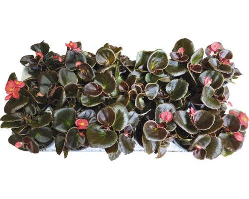 Begonior med blommor och blad i en skål