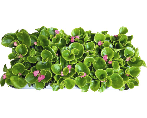 Begonia med gröna blad och rosa blommor