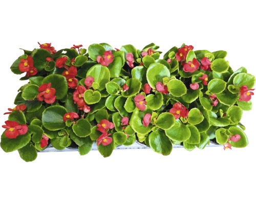Begonior med röda blommor och gröna blad