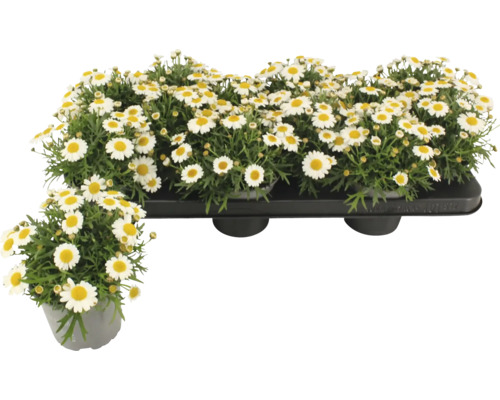 Prästkragar växter i kruka och i en skål