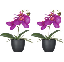 Två krukor orkidéer med blommor