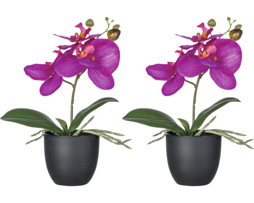 Konstväxt Phalaenopsis 23cm rosa i kruka 2-pack Två krukor orkidéer med blommor
