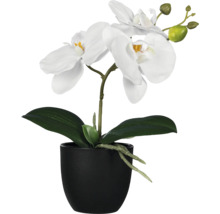 Dekorativ orkidé med vita blommor i svart kruka